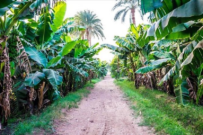 Banana Island Sunset Felucca Tour from Luxor